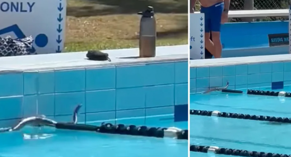 An image of a snake searching for an exit route out of a public swimming pool. In this instance the life-saving backyard act could be adopted to help the snake free itself. 