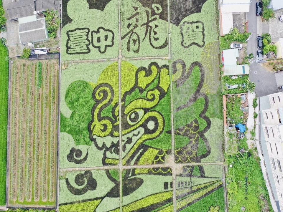 彩繪稻田圖樣呼應2024中台灣元宵燈會「台中龍賀」主題。（圖：農業局提供）