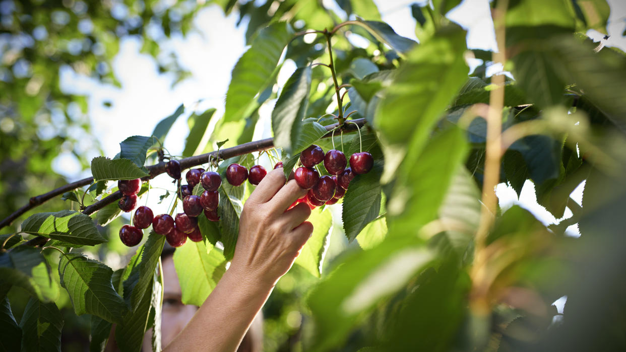  woman picking cherries in her garden  