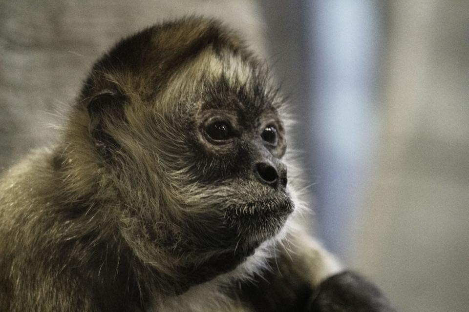 A spider monkey at the Milwaukee County Zoo is part of an animal behavior research project conducted by Carroll University students, including Paige Hill, who hopes to pursue a career as a wildlife photographer.