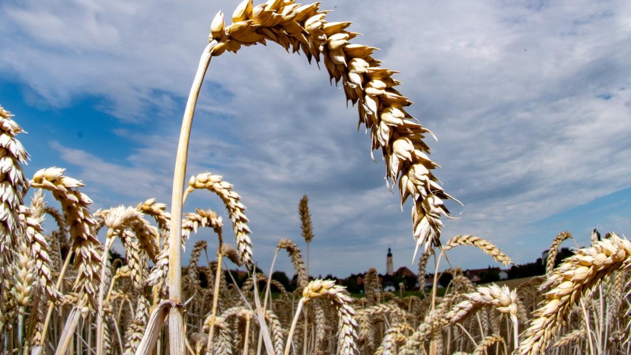 Weizen ist das Grundnahrungsmittel für mehr als ein Drittel der Weltbevölkerung und macht fast 20 Prozent der Kalorien und Proteine aus, die Menschen weltweit verbrauchen. Foto: Armin Weigel