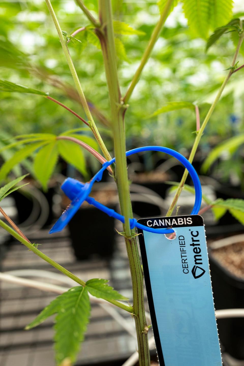 Metrc radio-frequency identification tags like this will be required for all marijuana plants grown by licensed businesses in Oklahoma. The tags help regulators and businesses track inventory.