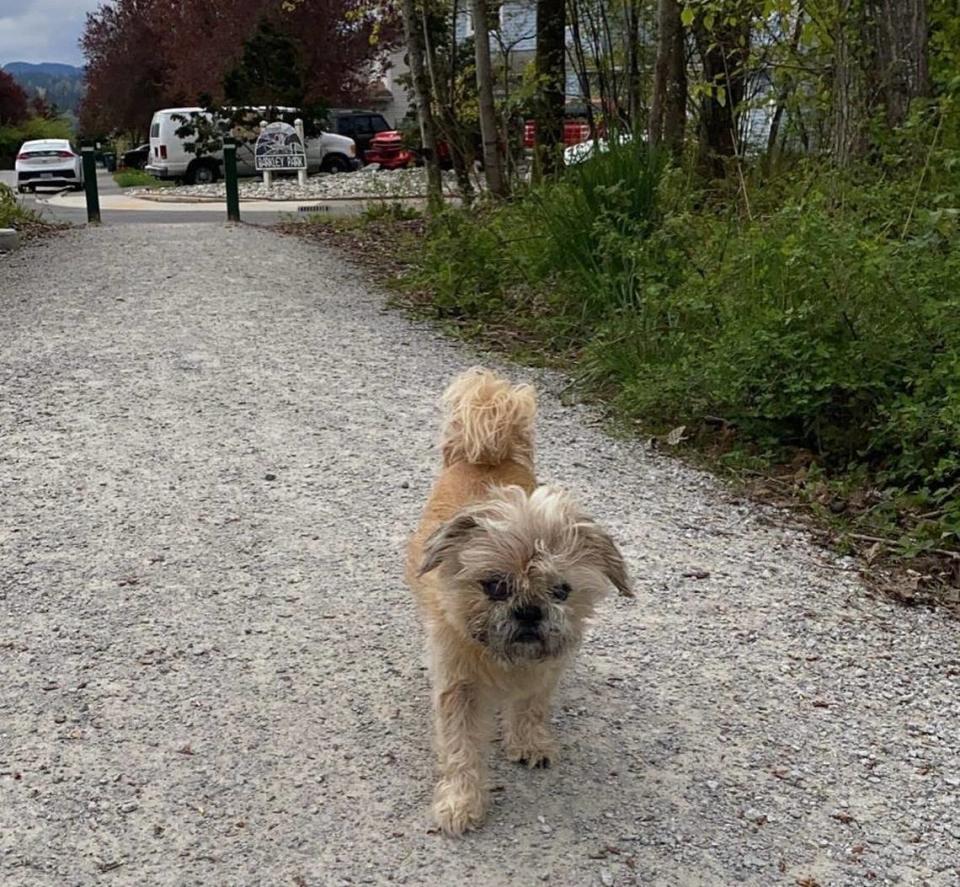 Bentley, a family dog for the Bellingham’s Paz family, was in a car that was stolen from the Sunset Square parking lot on Saturday, Sept. 17, 2022. The car was abandoned at an apartment complex, but the thief reportedly came back and took Bentley.