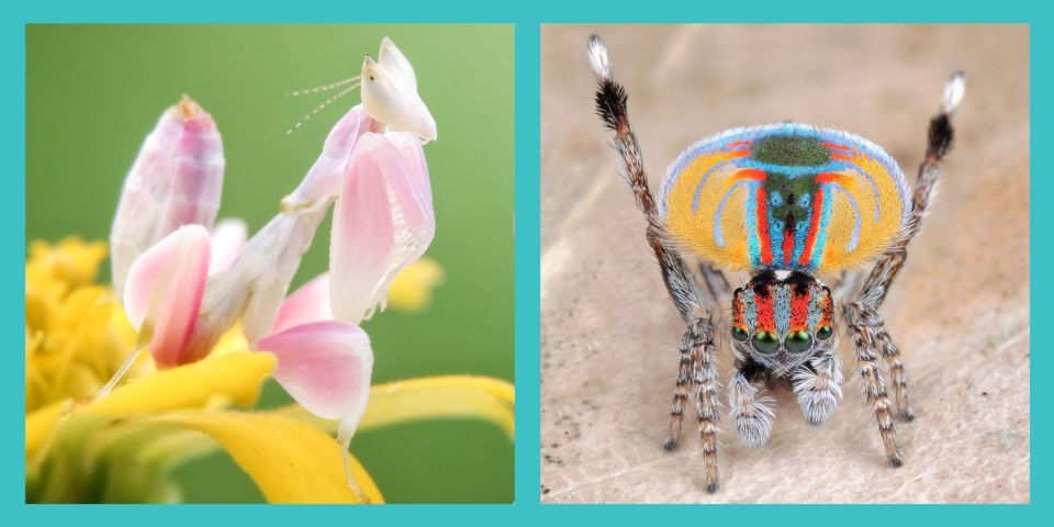 The 15 Most Beautiful Insects in the World