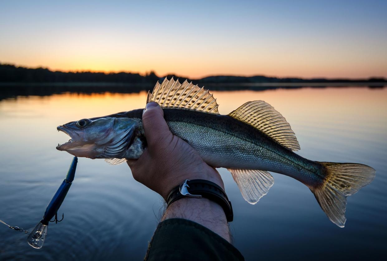 Walleye fishing at sunset