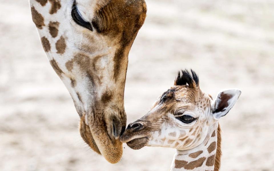 Giraffes have been given protection under CITES  - REX