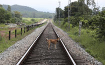 A street dog stands on the railway track where the decapitated body of Arbaz Mullah was found, in Belagavi, India, Oct. 7, 2021. Arbaz Mullah was a Muslim man in love with a Hindu woman. But the romance so angered the woman’s family that — according to police — they hired members of a hard-line Hindu group to murder him. It's a grim illustration of the risks facing interfaith couples as Hindu nationalism surges in India. (AP Photo/Aijaz Rahi)