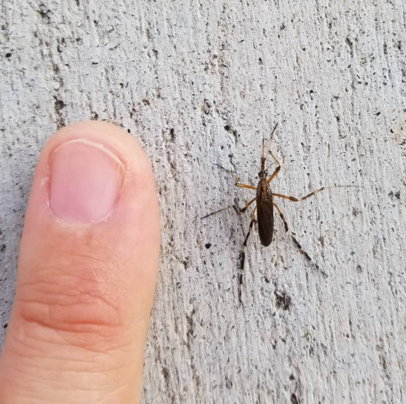 Mosquitoes in NC after Florence - Instagram photo