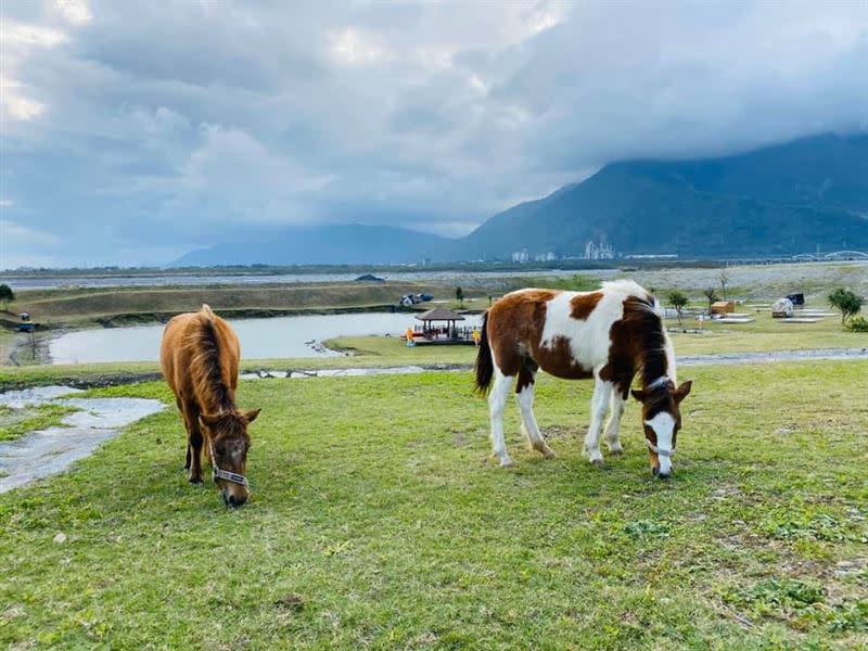 農場裡有飼養牛羊等動物，可以體驗餵食樂趣。（圖／翻攝自崇德瑩農場臉書、IG starland530提供）