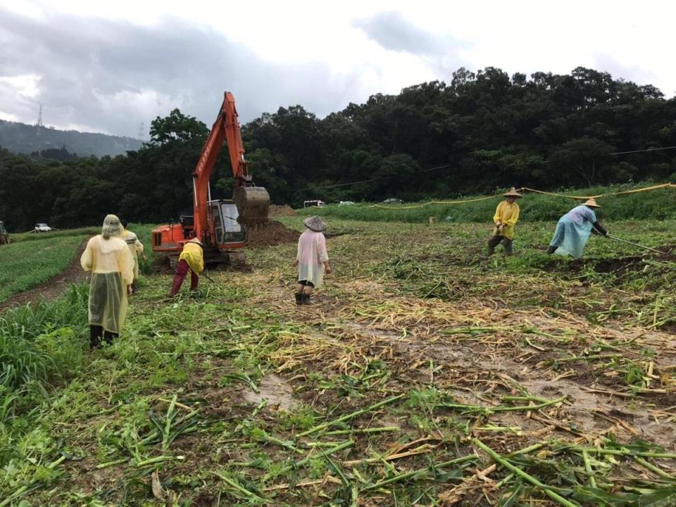 飛牛牧場外圍租賃玉米田遭秋行軍蟲入侵，防檢局下午已進行掩埋銷毀。（飛牛牧場提供）