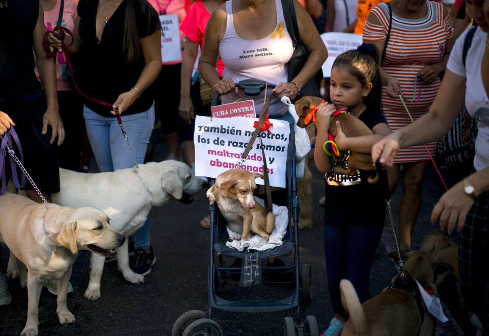 Pet owners march against animal cruelty in Havana, Cuba, Sunday, April 7, 2019. Cuba's socialist government permitted the public march unassociated with any part of the all-encompassing Communist state, a move that some call highly unusual and perhaps unprecedented since the first years of the revolution. (AP Photo/Ramon Espinosa)