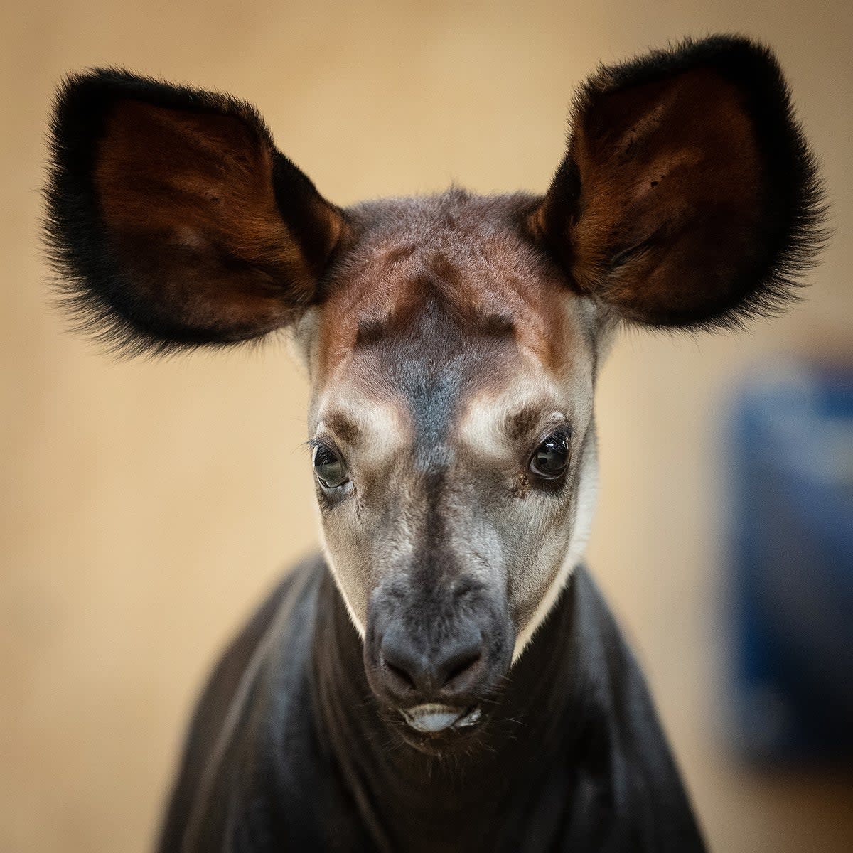 Dublin Zoo is celebrating the arrival of a male okapi calf, the second okapi to be born in Ireland (Dublin Zoo/PA)