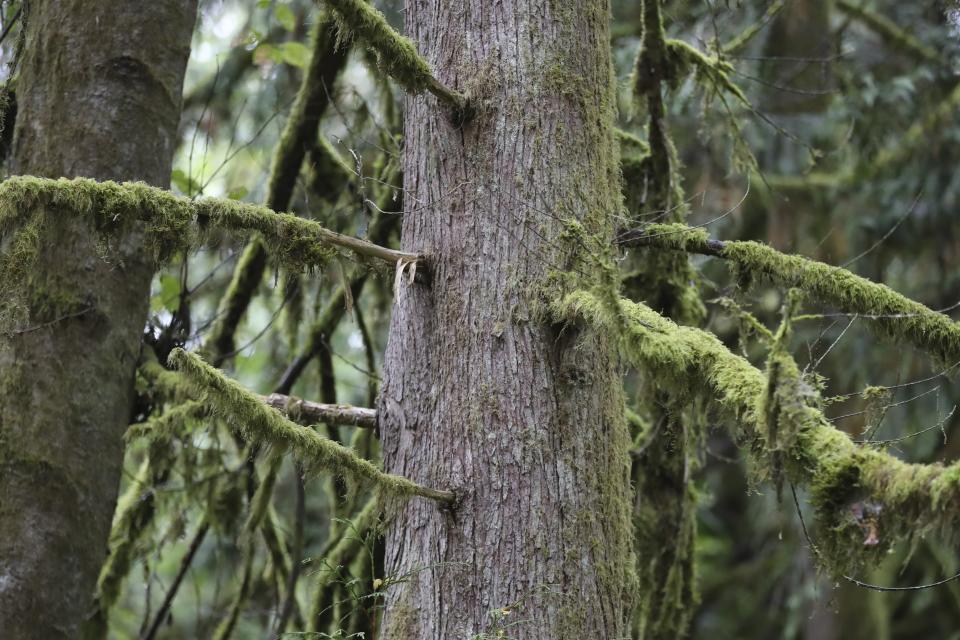 Moss grows on the branches of a dead western red cedar at Magness Memorial Tree Farm in Sherwood, Ore., Wednesday, Oct. 11, 2023. As native trees in the Pacific Northwest die off due to climate change, the U.S. Forest Service and others are turning to a strategy called "assisted migration." (AP Photo/Amanda Loman)