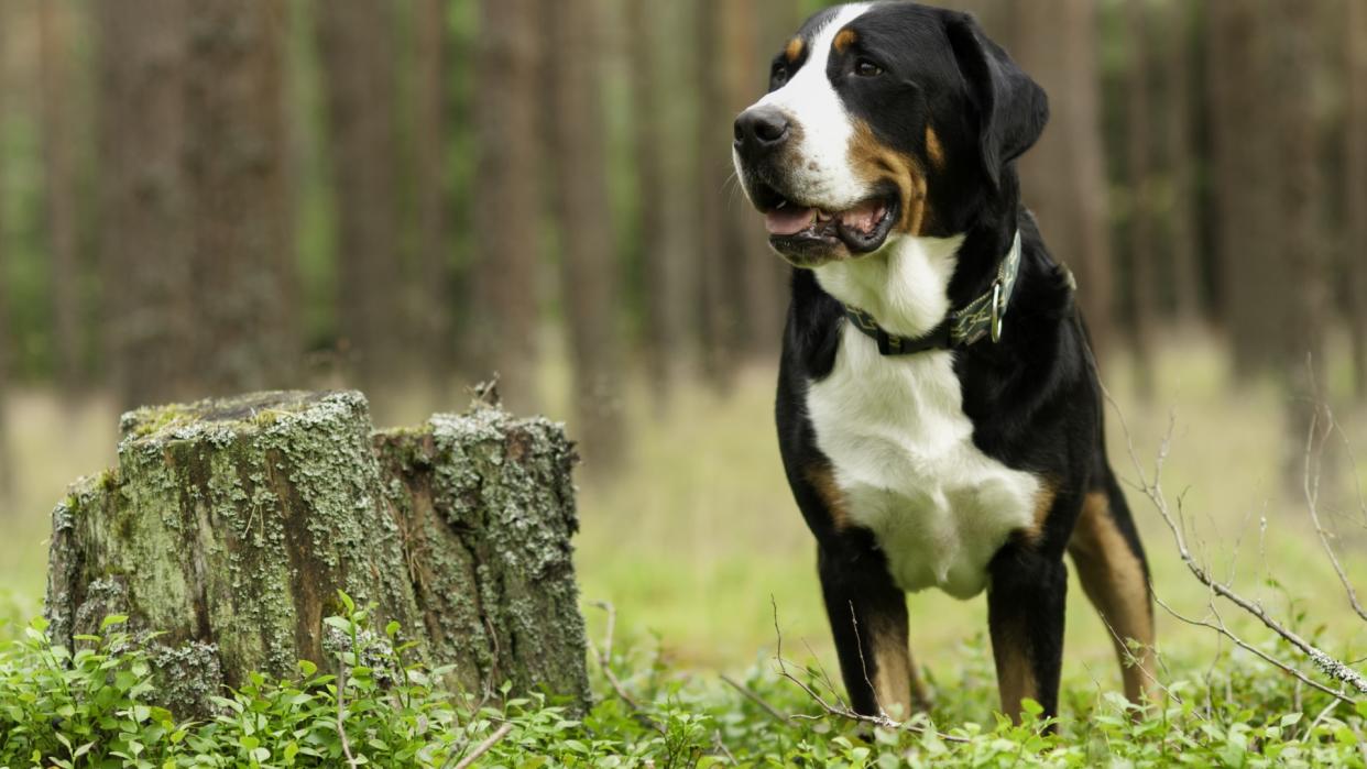  Greater Swiss mountain dog stands in a clearing next to a tree stump. 