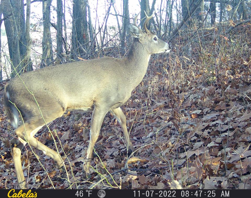 A young buck walks near a trail camera Nov. 7 in Somerset County. The rifle deer season for both buck and antlerless deer begins Saturday in Pennsylvania.