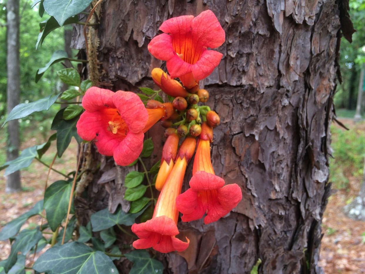 Native Trumpet Vine