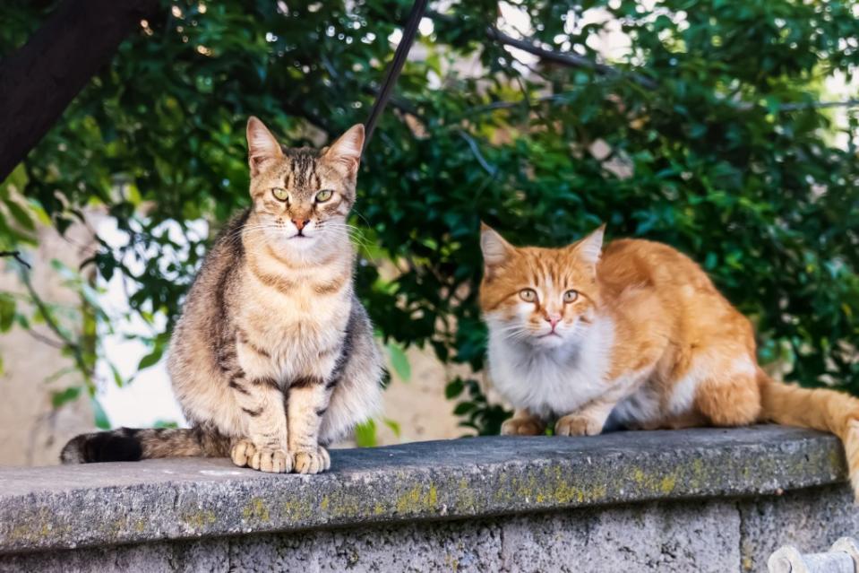 Two stray cats sitting on a wall.