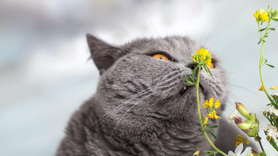 Cat sniffs plant and makes 