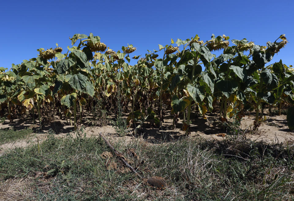 Sunflowers suffer from lack of water, as Europe is under an unusually extreme heat wave, in Ury, 112 miles south of Paris, France, Monday, Aug. 8, 2022. France is this week going through its fourth heatwave of the year as the government warned last week that the country is faced with the most severe drought ever recorded. Some farmers have started to see a decrease in production especially in fields of soy, sunflowers and corn. (AP Photo/Aurelien Morissard)