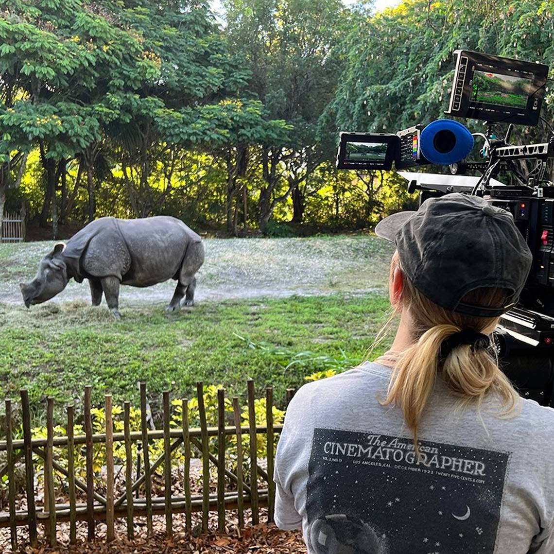 Akuti, a greater one-horned rhino at Zoo Miami, takes direction for her co-starring performance in a coming film tentatively titled, “Omni Loop.” The production team and director shot scenes featuring the rhino at Zoo Miami in Kendall on Sept. 6, 2022.