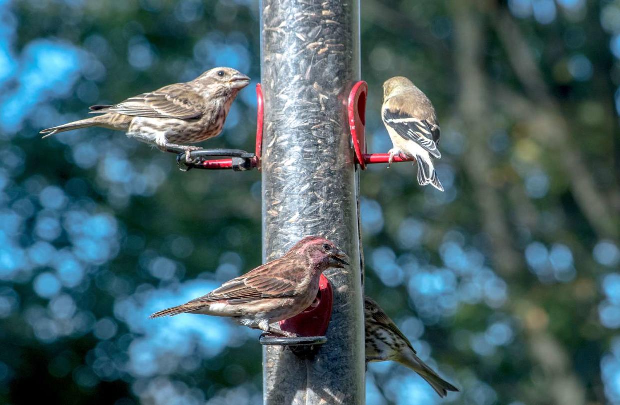 Birds