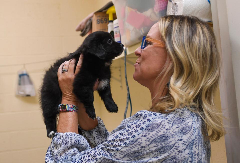 Tracey Kinsley, chief communications officer of the Humane Society of Vero Beach and Indian River County, holds a puppy on Tuesday, April 11, 2023, in Indian River County, that will be available for adoption soon.