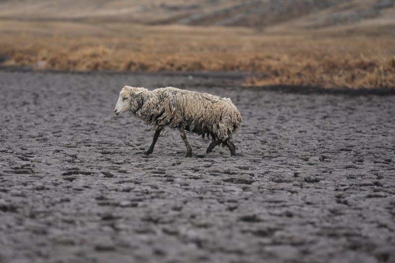 An emaciated sheep walks on the dry bed of the Cconchaccota lagoon in the Apurimac region of Peru, Friday, Nov. 25, 2022.