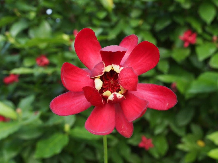 Aphrodite is a hybrid sweetshrub with western United States DNA and produces large cup-like flowers with a magnolia resemblance. Aphrodite is a sweetshrub with both a larger plant and flowers reaching 8 feet tall. The light fragrance reminds some of pineapples and apples.