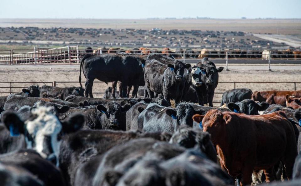 Nearly 60,000 head of beef cattle fill the pens at Hoxie Feedyard near Hoxie, Kansas. The vast majority of water drawn from the Ogallala Aquifer in Western Kansas goes to irrigating crops that eventually gets turned into feed for cattle. Water used by municipalities is slight in comparison.