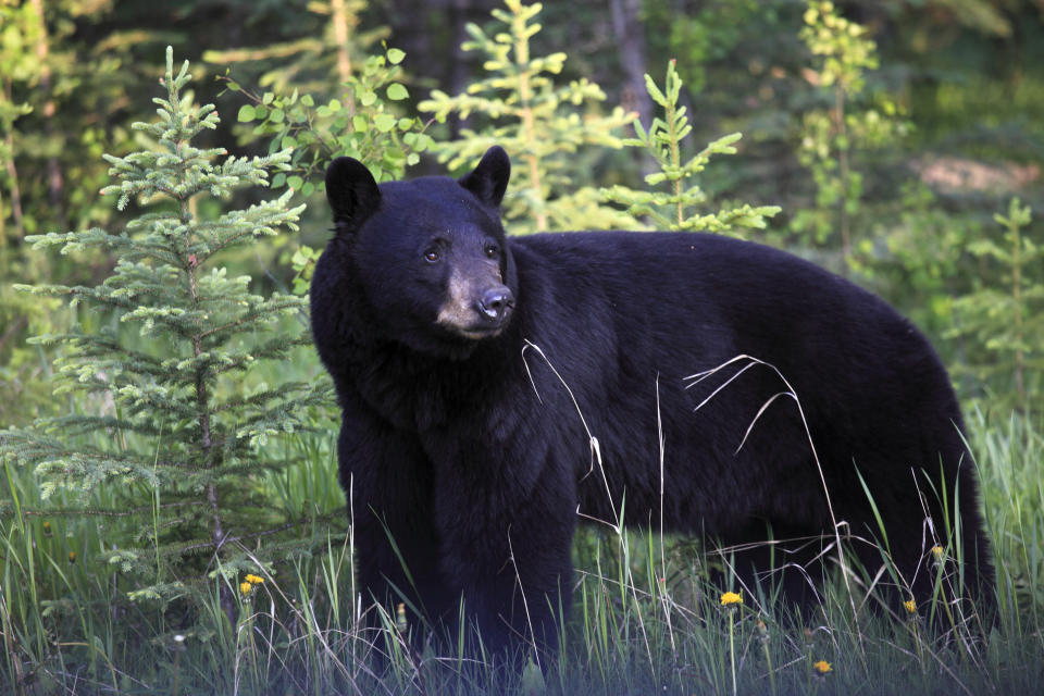 Canada, Alberta, Banff National Park, black bear, ursus americanu