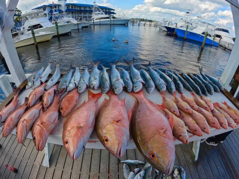 Mutton snapper, lane snapper and mangrove snapper were caught offshore of Stuart Oct. 15, 2023 aboard the Safari I party boat in Port Salerno.