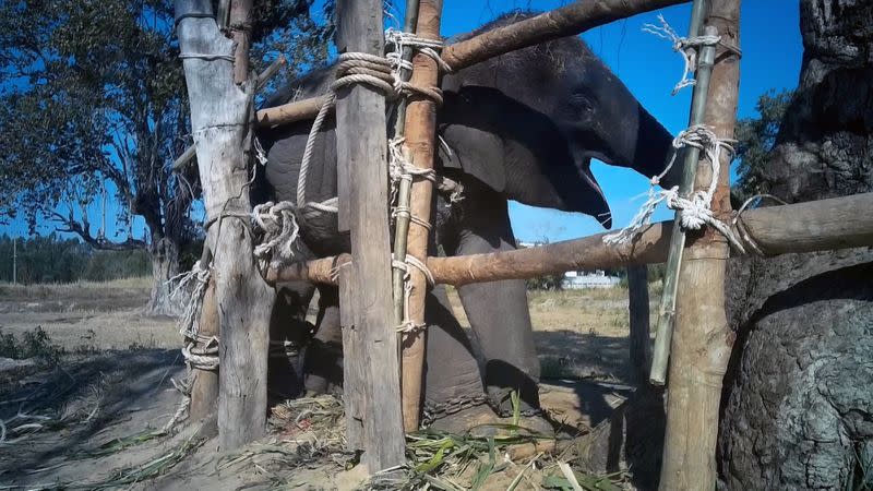 This handout image shows an elephant tied up to poles during a training process, known as Ôthe crushÕ, that young elephants endure to make them submissive to interact with tourists in an undisclosed location in Thailand