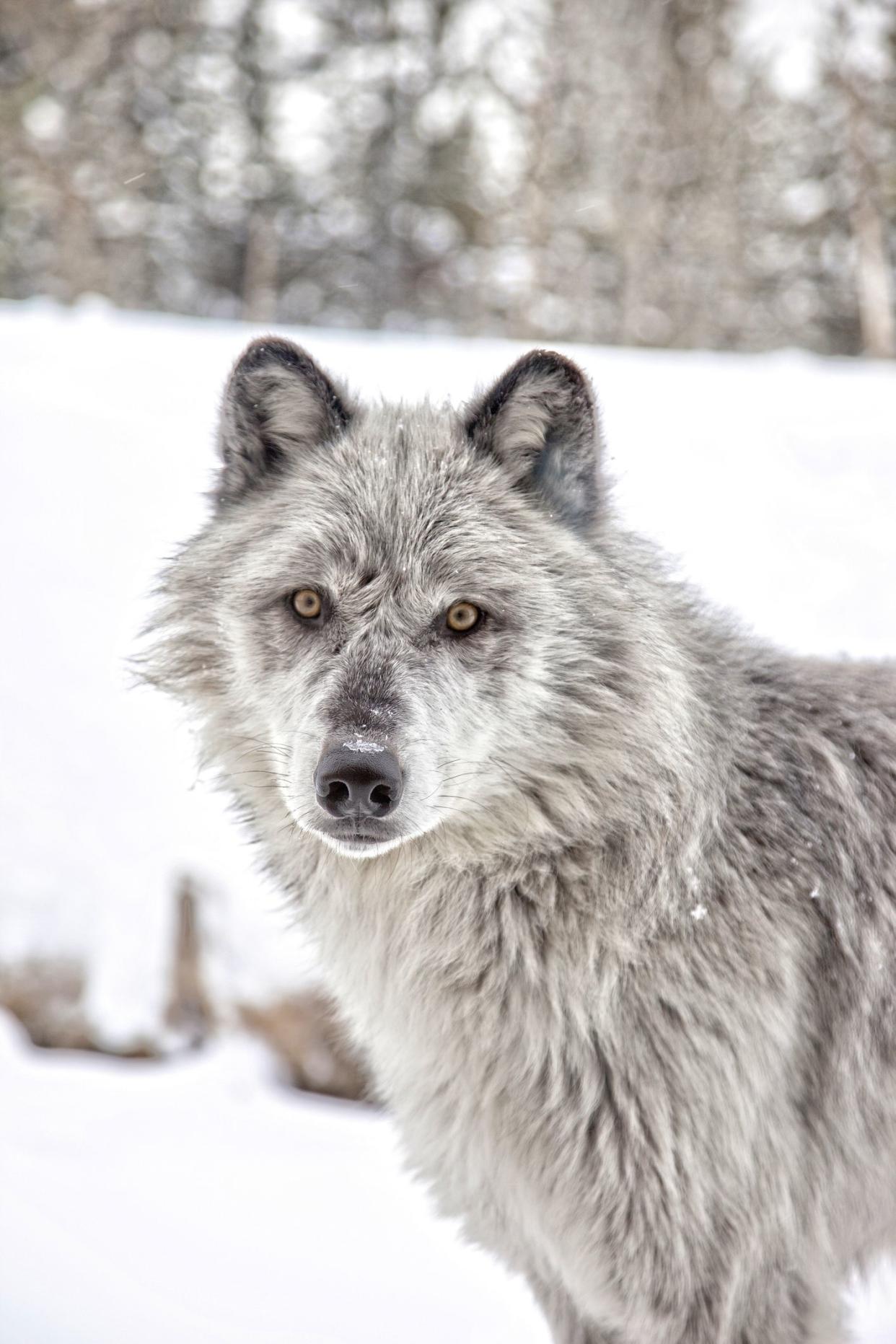 Grey Wolf