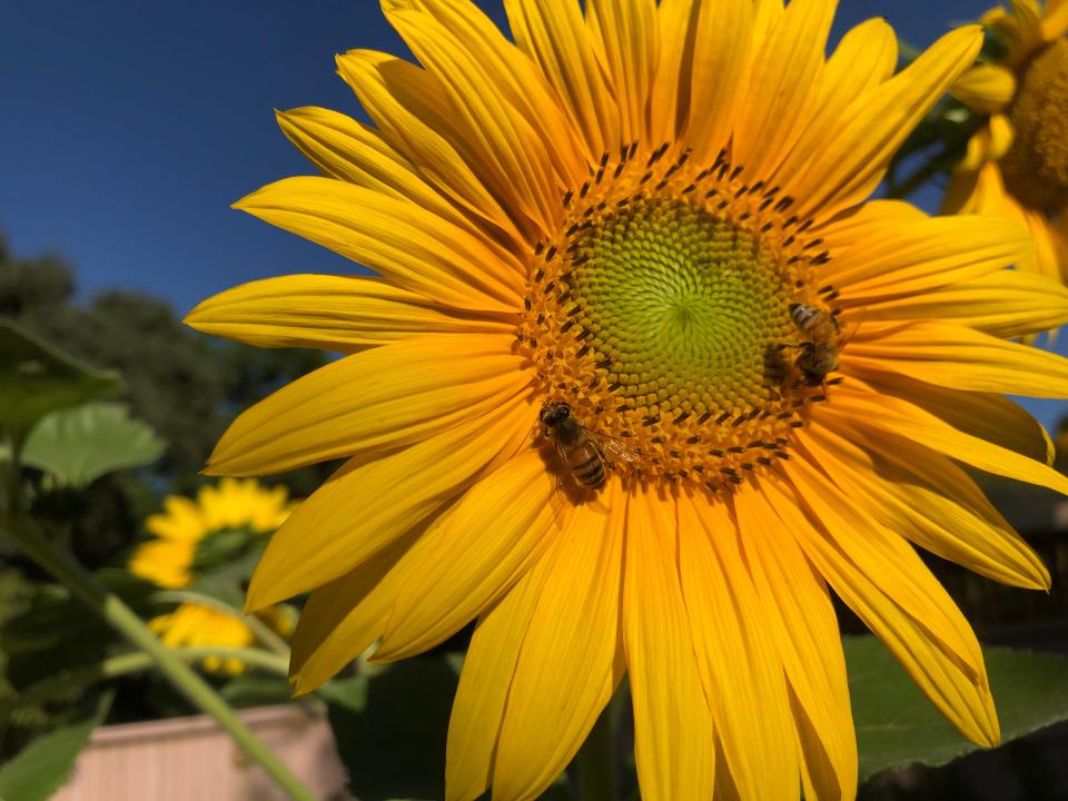 Honey bees and other bees like to feed on sunflowers.