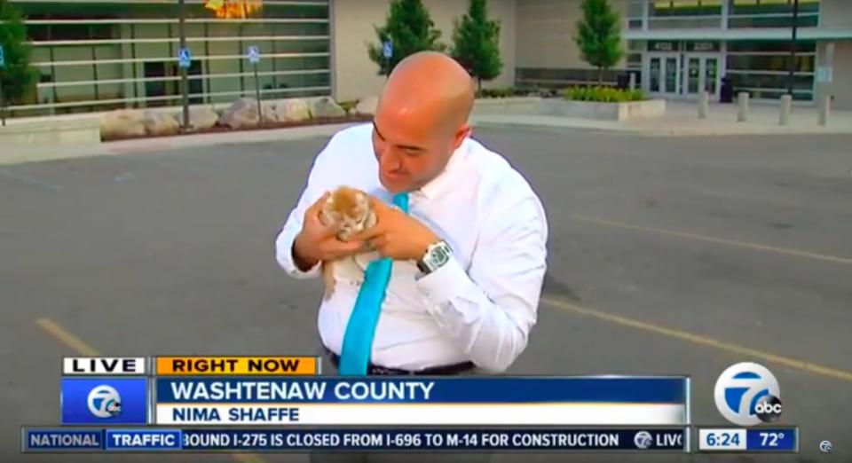Stray kitten photobombs a live newscast, becomes most popular kitty ever
