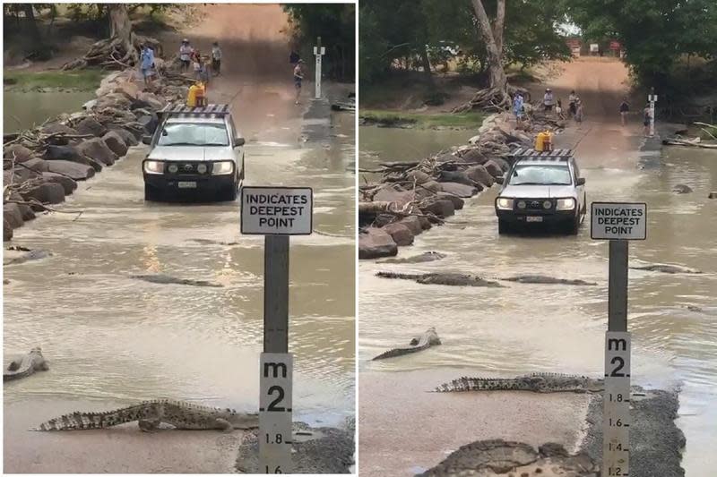 這120鱷魚比殭屍苦！人類挑戰「陰濕路」，牠們被休旅車壓身還要讓路。（翻自TikTok）