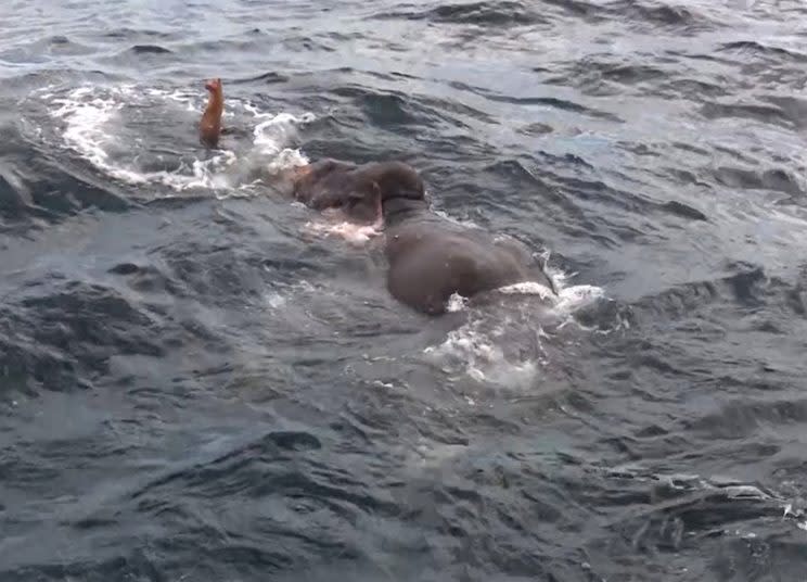 The Sri Lankan navy undertook the 12-hour rescue after spotting the elephant struggling to stay afloat several miles off the coast. (Photo: Caters News)