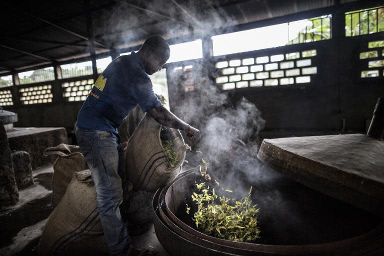 A worker prepares ylang ylang flowers for a distillation process after which an oil is collected to be used as a base in perfumes