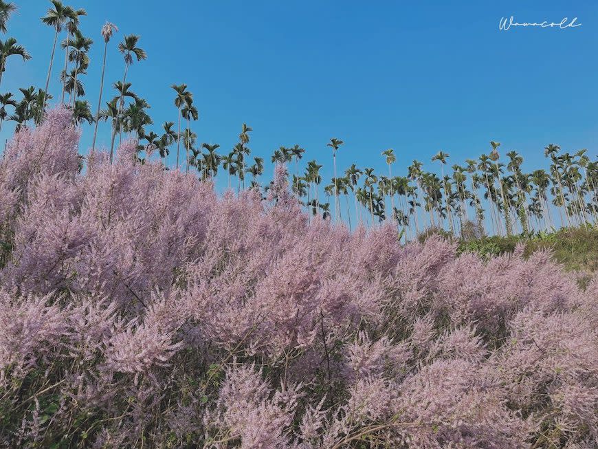 南投縣中寮鄉｜瑰蜜甜心玫瑰園