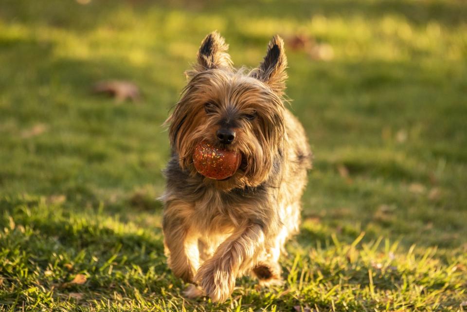 28) Australian Silky Terrier