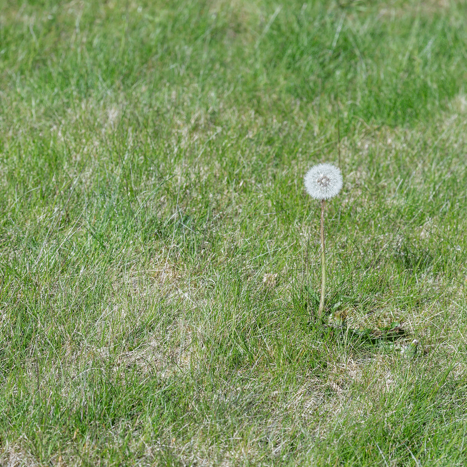 Dandelion clock in lawn