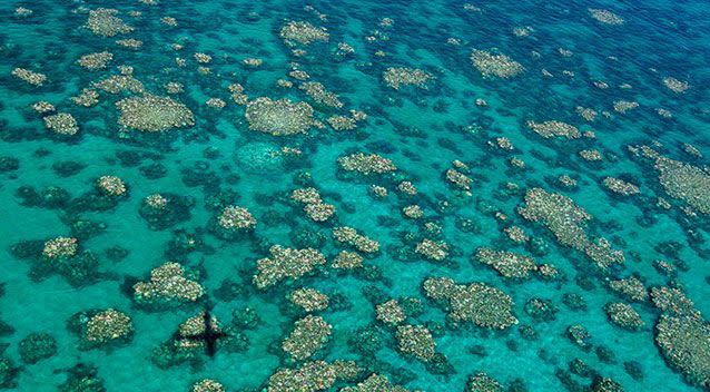 Back-to-back bleaching is killing huge tracts of the Great Barrier Reef, with almost none of the coral affected in 2016 expected to recover.