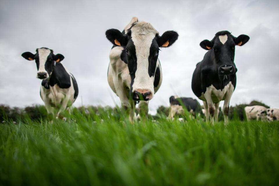 A herd of cows walked onto the train tracks at Godalming station this morning, causing three hours of delays. (AFP via Getty Images)