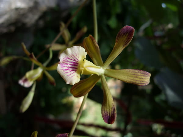 Encyclia navarroi, a new orchid species from Cuba.