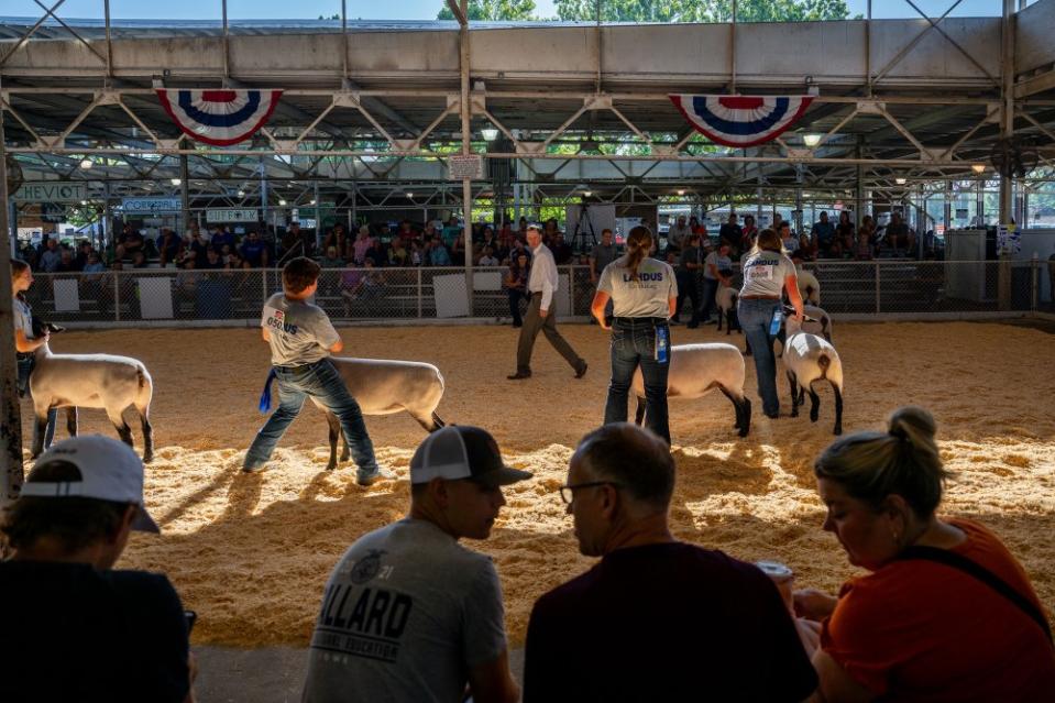 A judge evaluates contestants' livestock during a competition inside the Sheep Barn on Aug. 11.<span class="copyright">Brandon Bell—Getty Images</span>