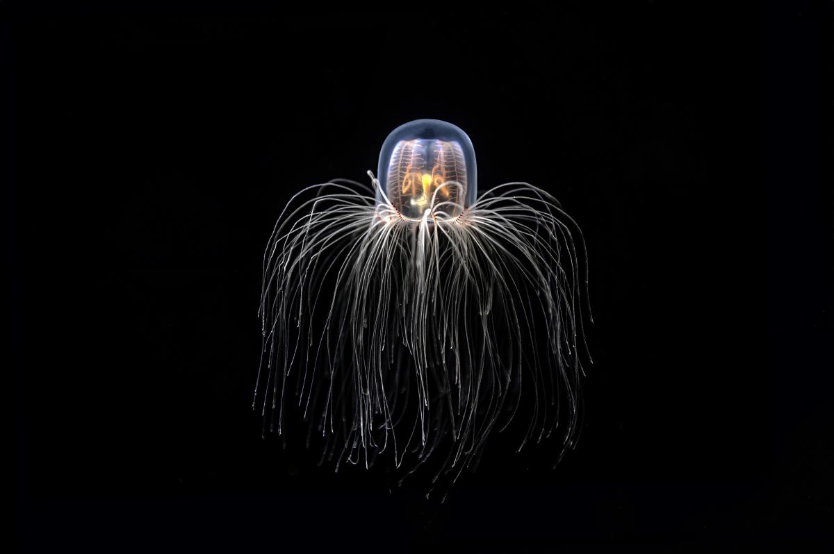 Can you live forever?  The genome of a small jellyfish contains the secret to achieve this