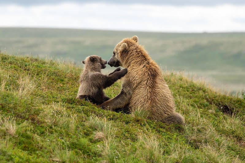 A cub reaches up toward a sow at Katmai National Park and Preserve.