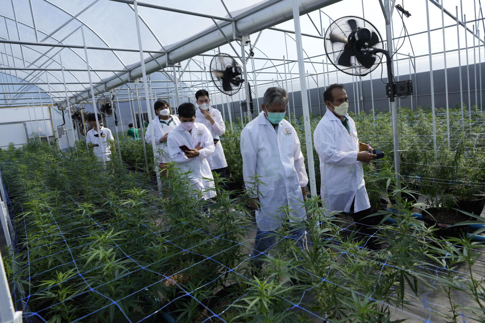 Entrepreneurs tour a cannabis farm in Chonburi province, eastern Thailand on June 5, 2022. Marijuana cultivation and possession in Thailand was decriminalized as of Thursday, June 9, 2022, like a dream come true for an aging generation of pot smokers who recall the kick the legendary Thai Stick variety delivered. (AP Photo/Sakchai Lalit)