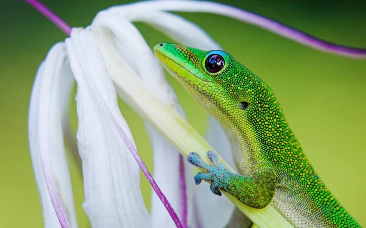 One species of gecko and two skinks are extinct in the wild - Pete Orelup