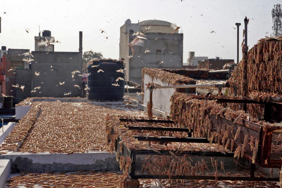 In this photograph taken on May 25, 2020 swarms of locusts are seen atop a residential building in Jaipur in the Indian state of Rajasthan. - Authorities on May 25 were combating swarms of desert locusts that have been rampaging across parts of western and central India in the nations worst pest infestation in nearly three decades, an official said. (Photo by Vishal Bhatnagar / AFP) (Photo by VISHAL BHATNAGAR/AFP via Getty Images)